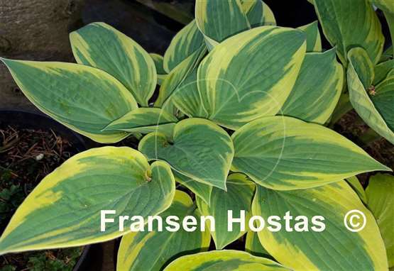 Hosta Lakeside Missy Little